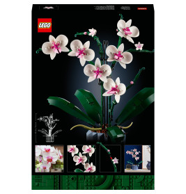 10311 Orchidee