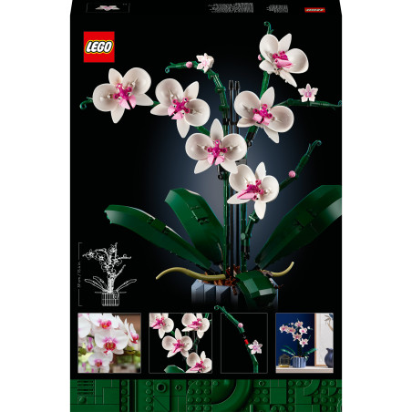 10311 Orchidee