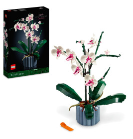10311 Orchidee