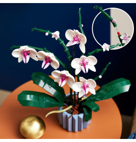 10311 Orchidee