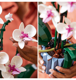 10311 Orchidee