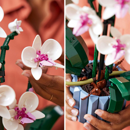 10311 Orchidee