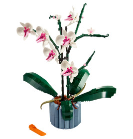 10311 Orchidee