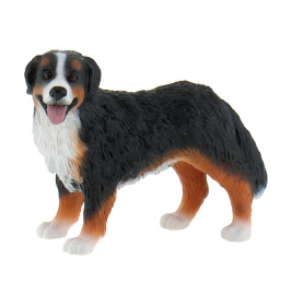 Berner Sennenhund Bianca