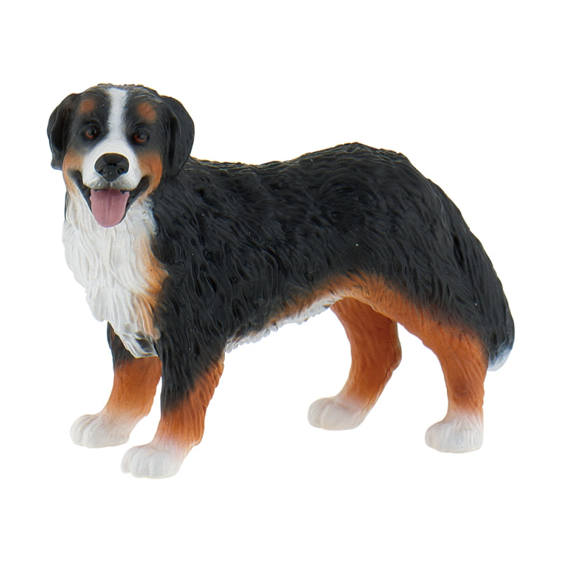 Berner Sennenhund Bianca