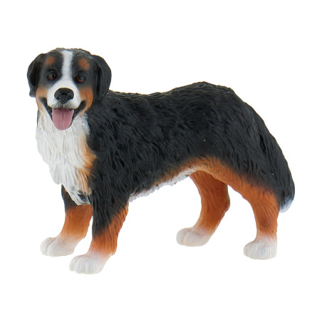 Berner Sennenhund Bianca