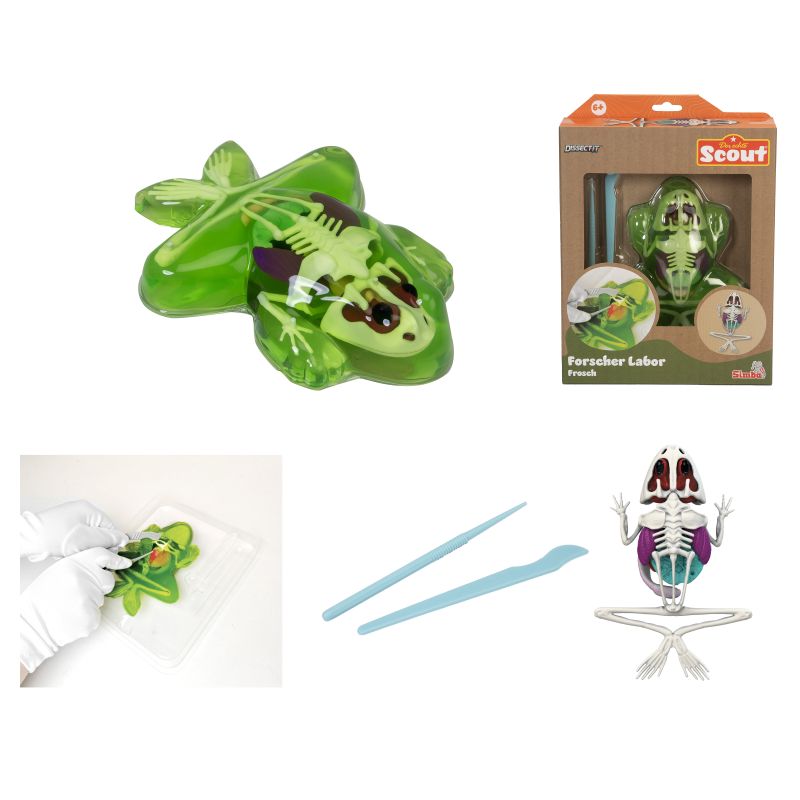 Set zum Sezieren eines Spielzeugfroschs mit Werkzeugen, Modell, Verpackung und Demo einer Froschdissektion.