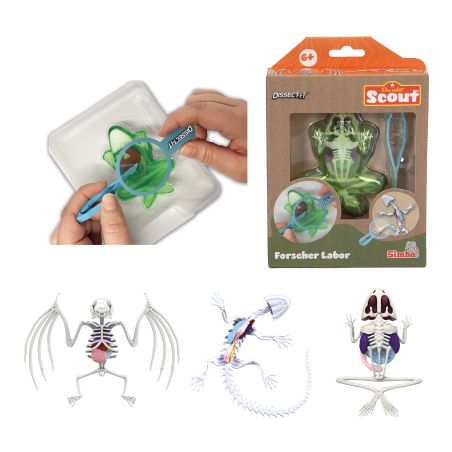 Hände sezieren einen Spielzeugfrosch; eine Box und verschiedene Tierskelett-Modelle sind ebenfalls zu sehen.