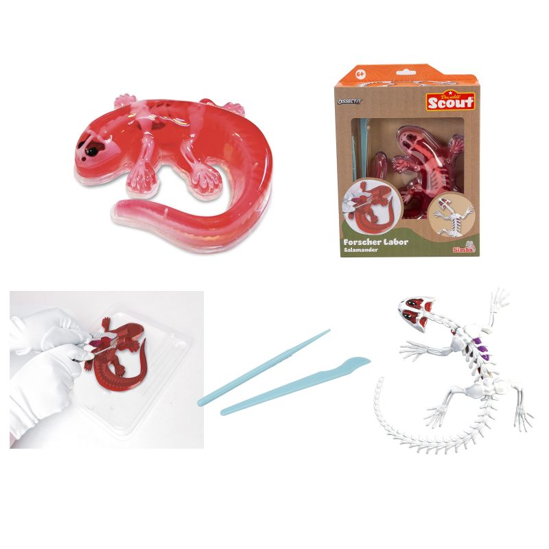 Spielzeug-Salamander-Sezierkit mit Werkzeugen, Verpackung und zusammengebautem Salamander-Skelettmodell.