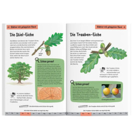 Kindernaturführer Welcher Baum ist das?