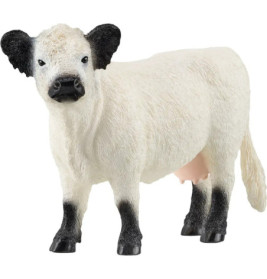 Weiße Kuh mit schwarzen Ohren, Nase und Füßen steht frontal auf schlichtem Hintergrund.