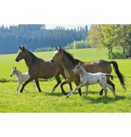 Schmidt Spiele Puzzle Pferde im Metallkoffer  2 x 26 Teile, 2 x 48 Teile