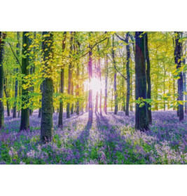 Sonnenlicht fällt durch hohe Bäume in einem Wald mit lila Blütenteppich auf dem Boden.