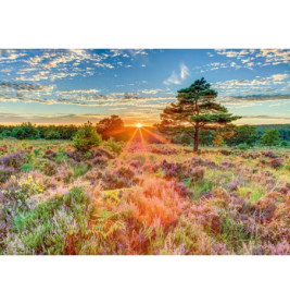 Farbenreiche Heidelandschaft im Sonnenaufgang mit Strahlen, Wildblumen, Gräsern und Bäumen unter teils wolkigem Himmel.