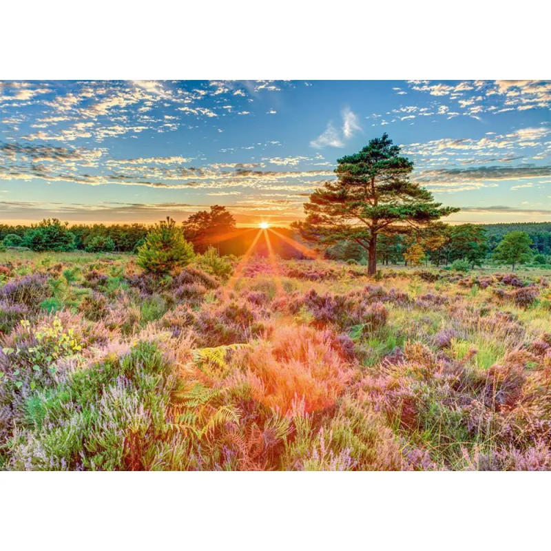Farbenreiche Heidelandschaft im Sonnenaufgang mit Strahlen, Wildblumen, Gräsern und Bäumen unter teils wolkigem Himmel. Farbenreiche Heidelandschaft im Sonnenaufgang mit Strahlen, Wildblumen, Gräsern und Bäumen unter teils wolkigem Himmel.