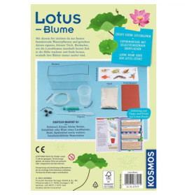 Lotusblume