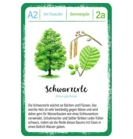 Expedition Natur Quartett Bäume