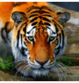 Crystal Art Tiger 18x18cm