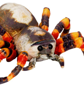 Spinne - Nature Zoom Wild