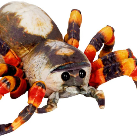 Spinne - Nature Zoom Wild
