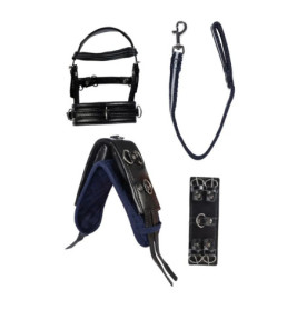 Schwarzes und blaues Pferdezubehör-Set mit Halfter, Führstrick, Vorderzeug und Gurt mit Metallbeschlägen.
