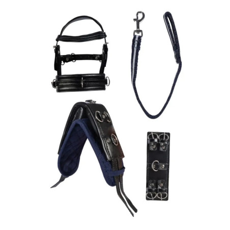 Schwarzes und blaues Pferdezubehör-Set mit Halfter, Führstrick, Vorderzeug und Gurt mit Metallbeschlägen.