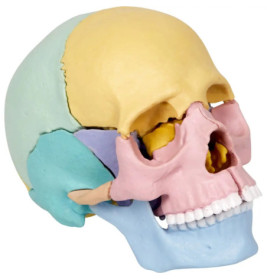 Modell eines menschlichen Schädels, dessen einzelne Knochen in verschiedenen Pastellfarben bemalt sind.