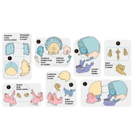 Schädel-Bausatz - Wild+Cool