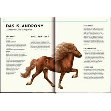 Lebensgross - Pferde aus  aller Welt