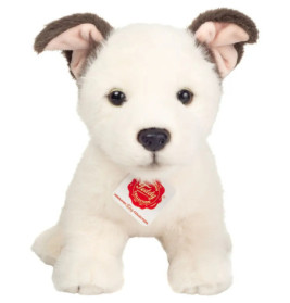 Plüschweißer Welpe mit dunklen Ohren und rotem Anhänger am Halsband sitzt nach vorne gerichtet.