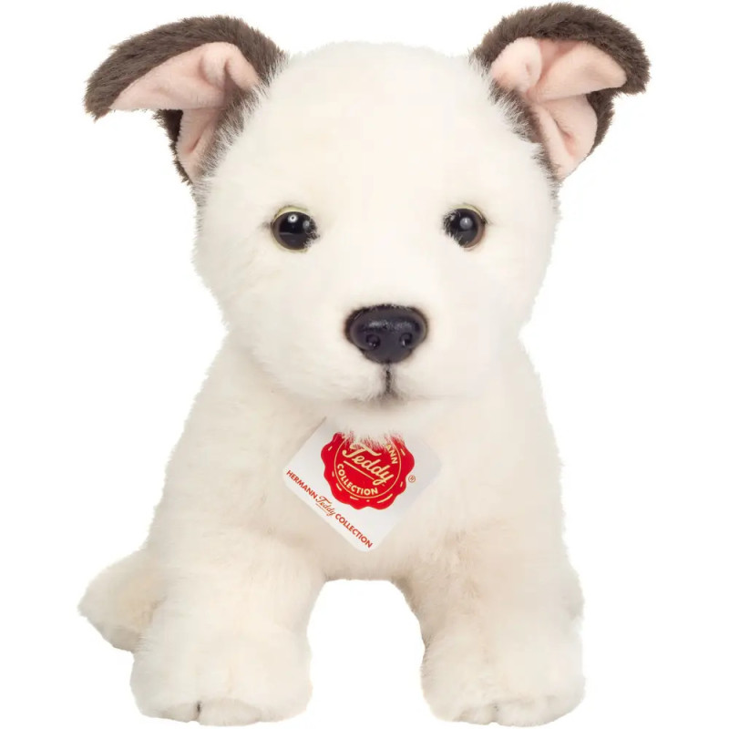 Plüschweißer Welpe mit dunklen Ohren und rotem Anhänger am Halsband sitzt nach vorne gerichtet. Plüschweißer Welpe mit dunklen Ohren und rotem Anhänger am Halsband sitzt nach vorne gerichtet.