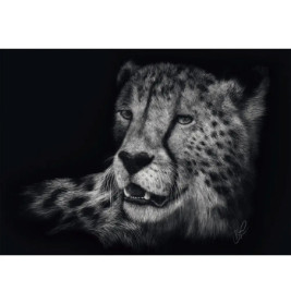 PU1000T.A.Rader Speed, Gepard, Im Zeichen der Anmut
