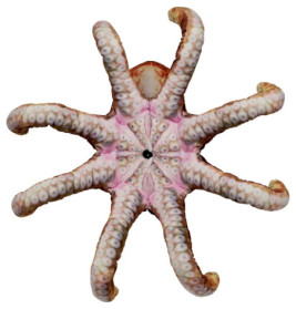 Oktopus - Nature Zoom Wild