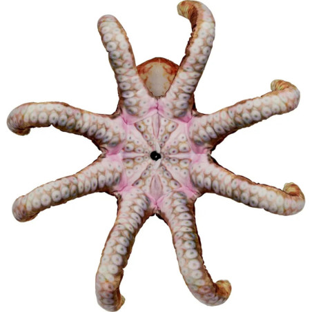 Oktopus - Nature Zoom Wild Oktopus - Nature Zoom Wild