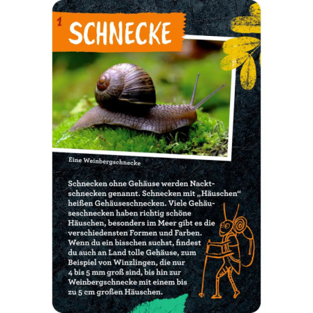 50 Insekten, Spinnen & Co. - Nature Zoom