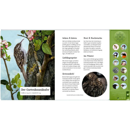 Was singt und summt im Apfelbaum?