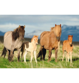 Schmidt Spiele Pferdefamilie, Kinderpuzzle 200 Teile