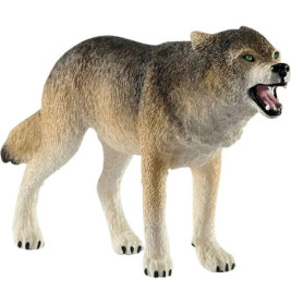 Wolf Zähne fletschend