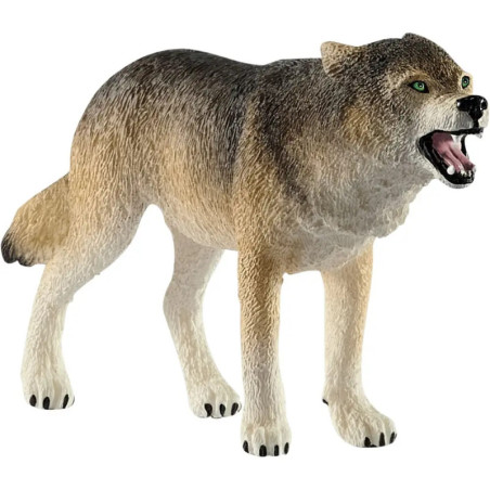 Wolf Zähne fletschend