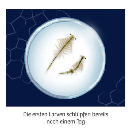 Fun Science Wuselnde Salzkrebse